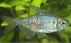 草缸灯鱼专用灯,草缸专用灯防太阳