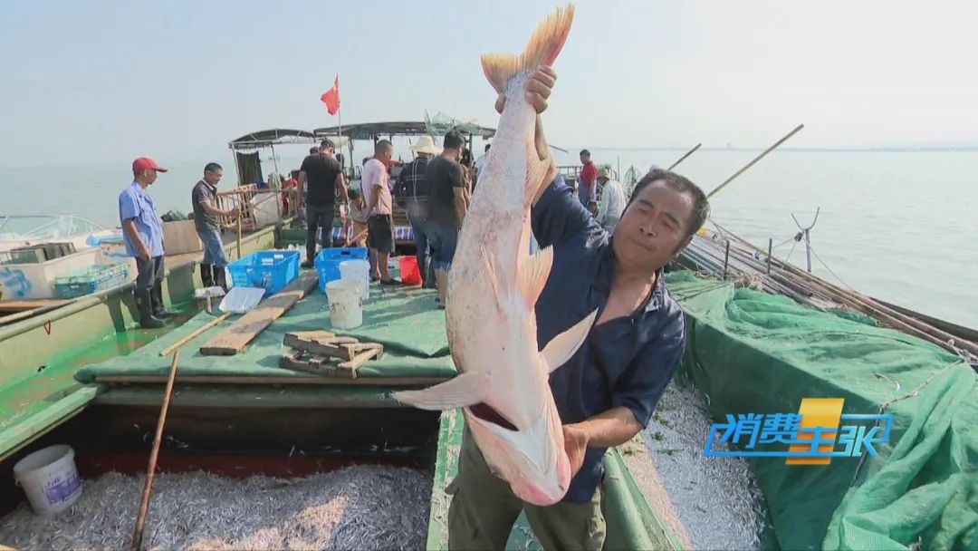 直击太湖开湖现场！鲜美湖鲜大量上市，资深吃货准备好了吗？