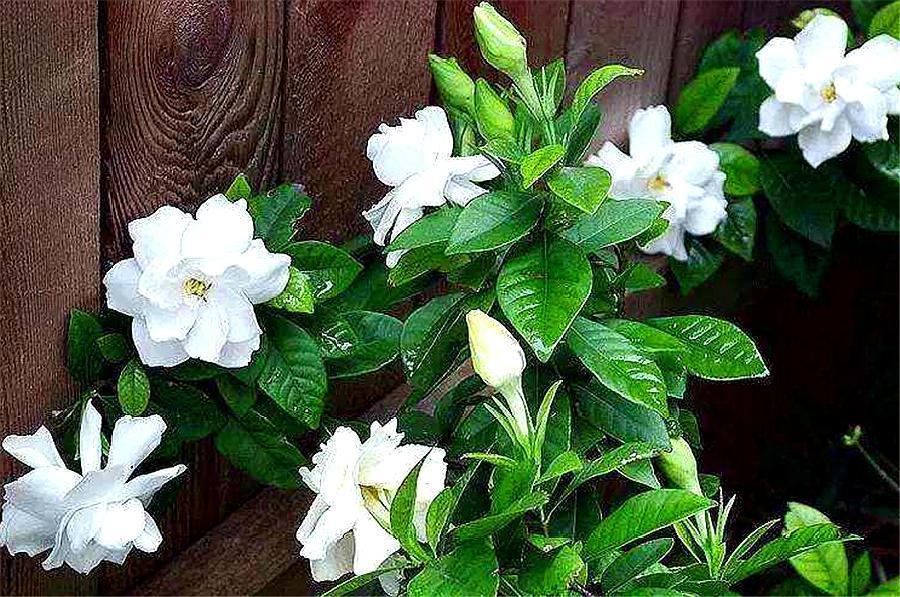 栀子花叶片发黄图片及原因,栀子花叶片发黄的解决方法