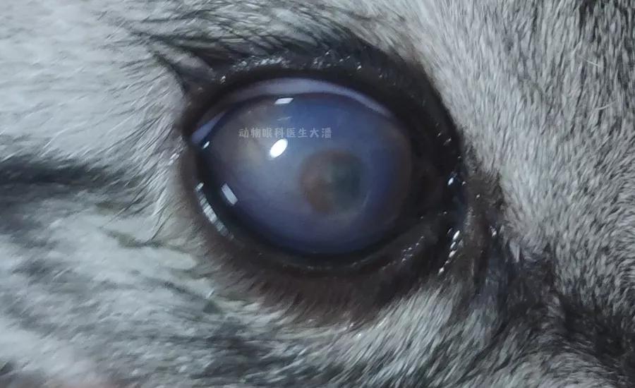 猫咪角膜溃疡，眼睛上圆形凹陷，滴药后痊愈