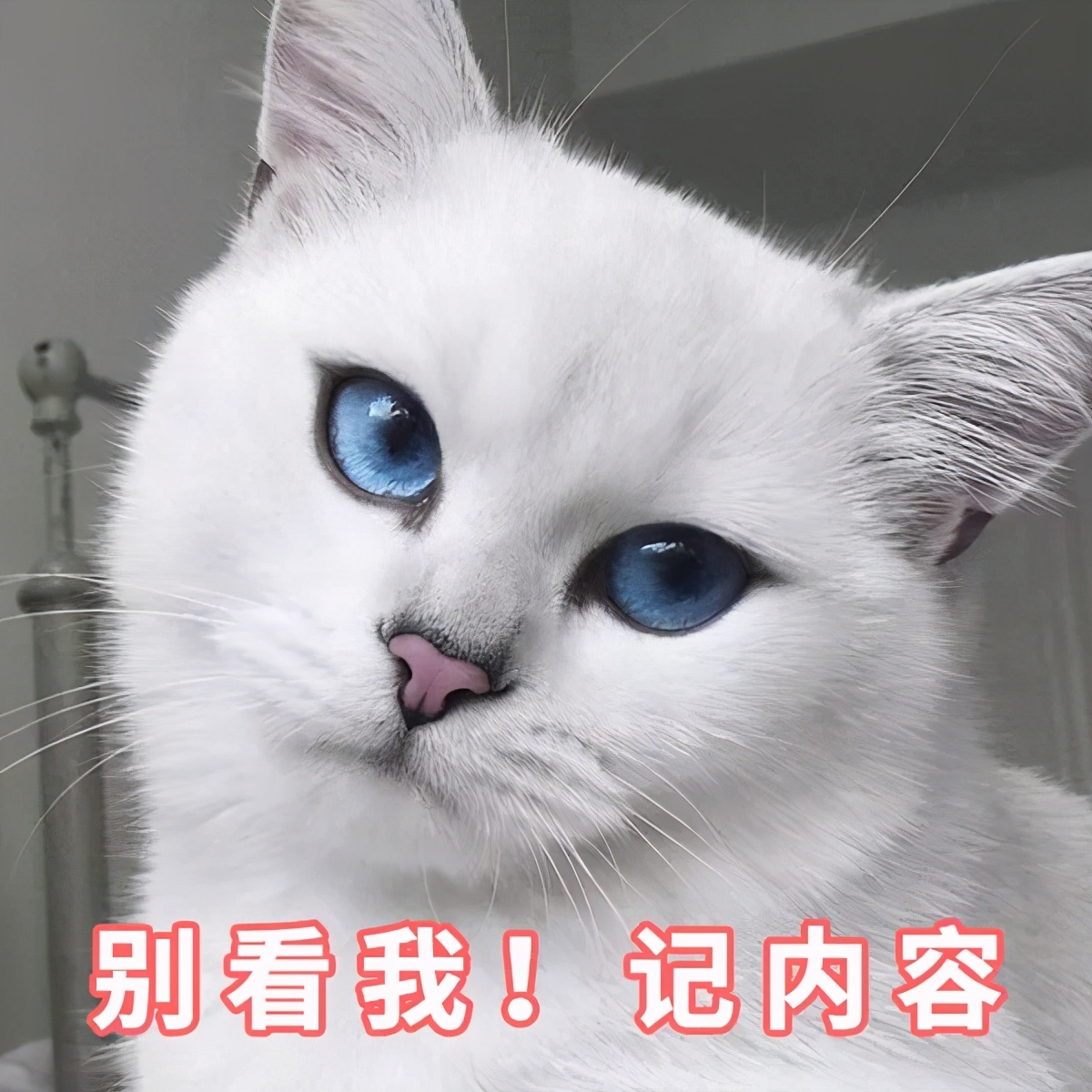 确定猫咪怀孕,怎么证明猫咪是不是怀孕了