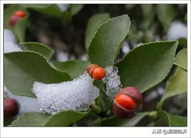 雪后的临沭小城，美得令人窒息