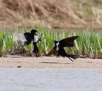 追兔捉鹰,撵兔子逮鹰的话