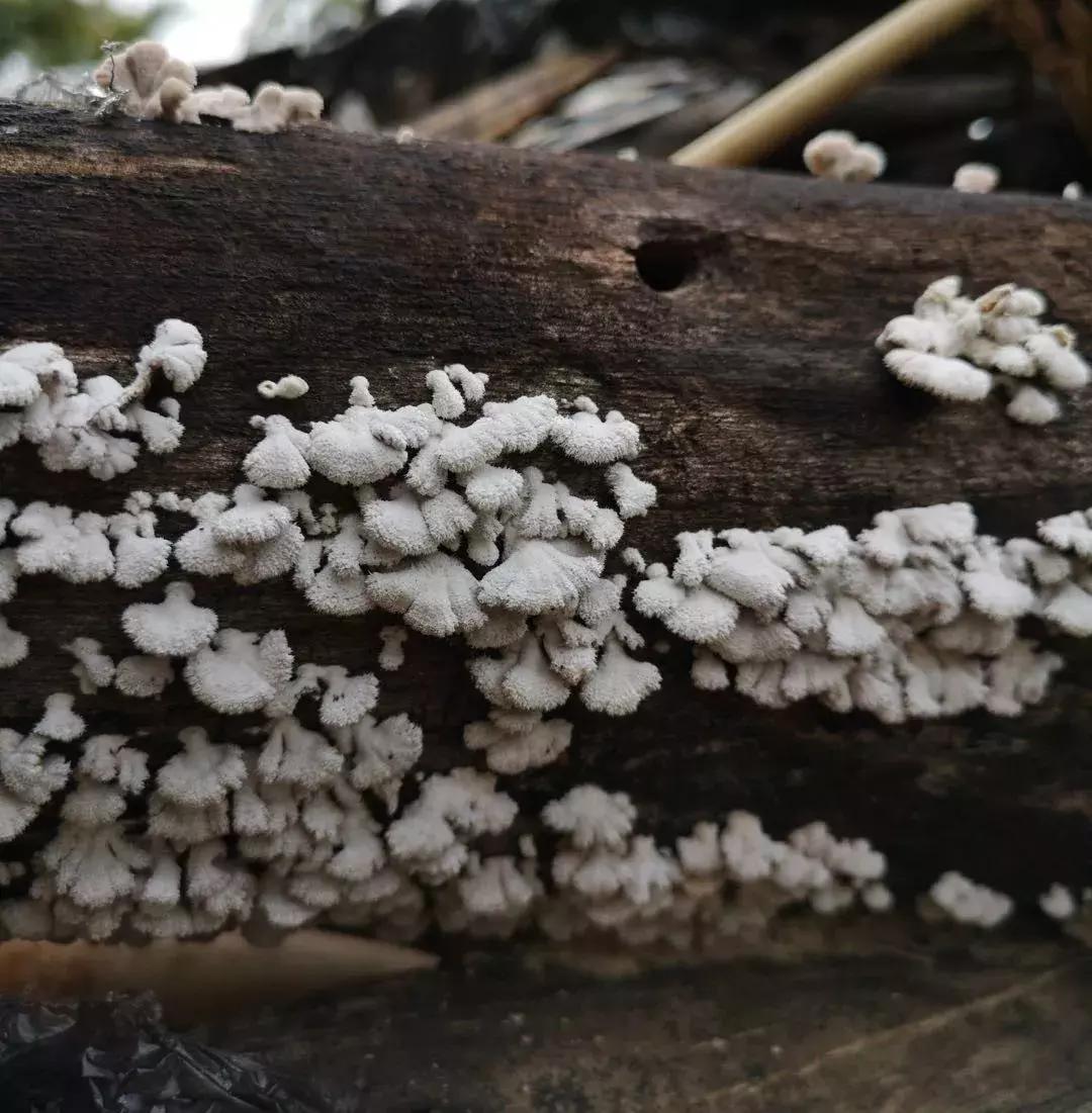 无毒野生菌图鉴大全,见手青野生菌可以吃的种类