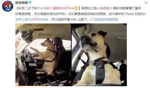 2021款weyvv6真实优缺点,超长质保永不分层