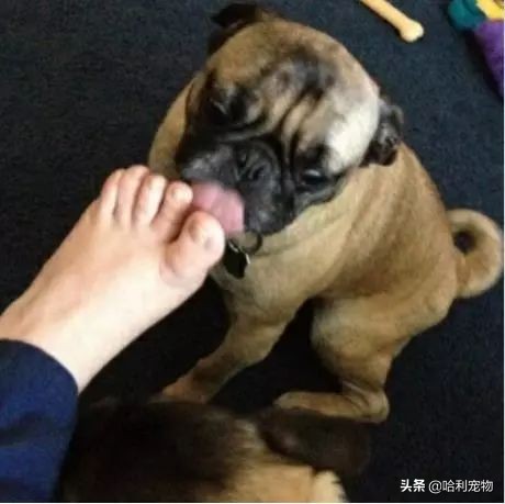 狗狗爱舔自己的脚是怎么回事,狗狗喜欢舔自己的脚是什么原因