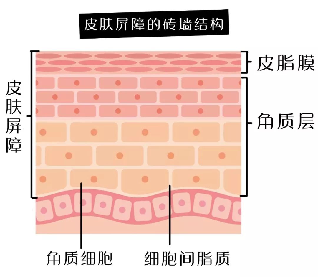 护肤别盲从get五官保养秘籍,揭秘让人烂脸的网红护肤方法
