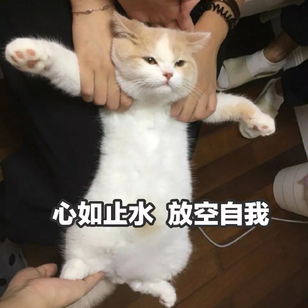 老一辈的猫长肿瘤了怎么办,猫咪身体里长了个肿瘤