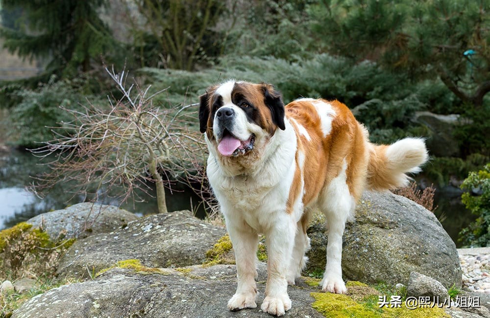 世界名贵犬种,中国名贵犬种大全图片