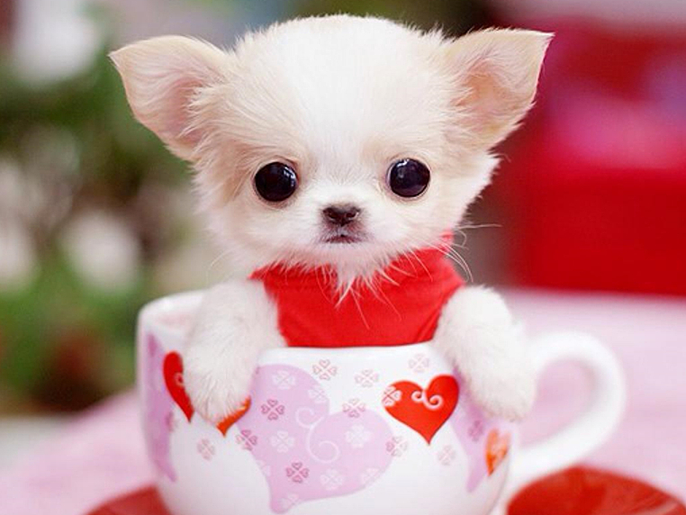 茶杯犬的习性与养殖,茶杯犬的饲养知识