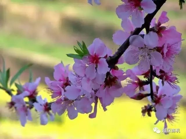 中国各大城市市花介绍,全国56市市花太美了的视频