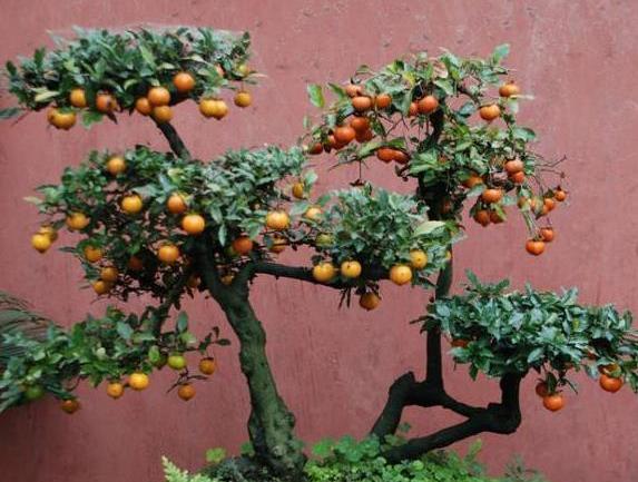 这六种花寓意吉祥好养易活,家中最旺财的4种花