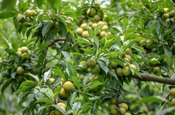 恐龙蛋李子怎样种植,恐龙蛋李子的种植前景