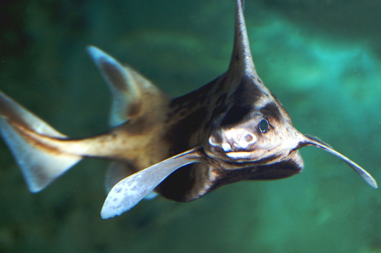 鲨鱼身体，猪猪的脸，意大利船员，打捞到了一只猪脸鲨鱼