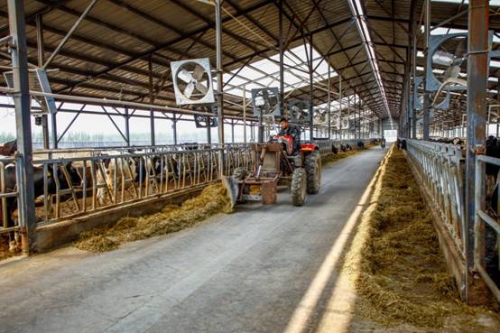 机械化养牛场,中国机械化养牛的新模式