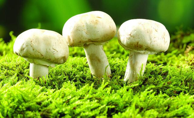 拉布拉多吃什么会有生命危险,拉布拉多禁止吃什么水果