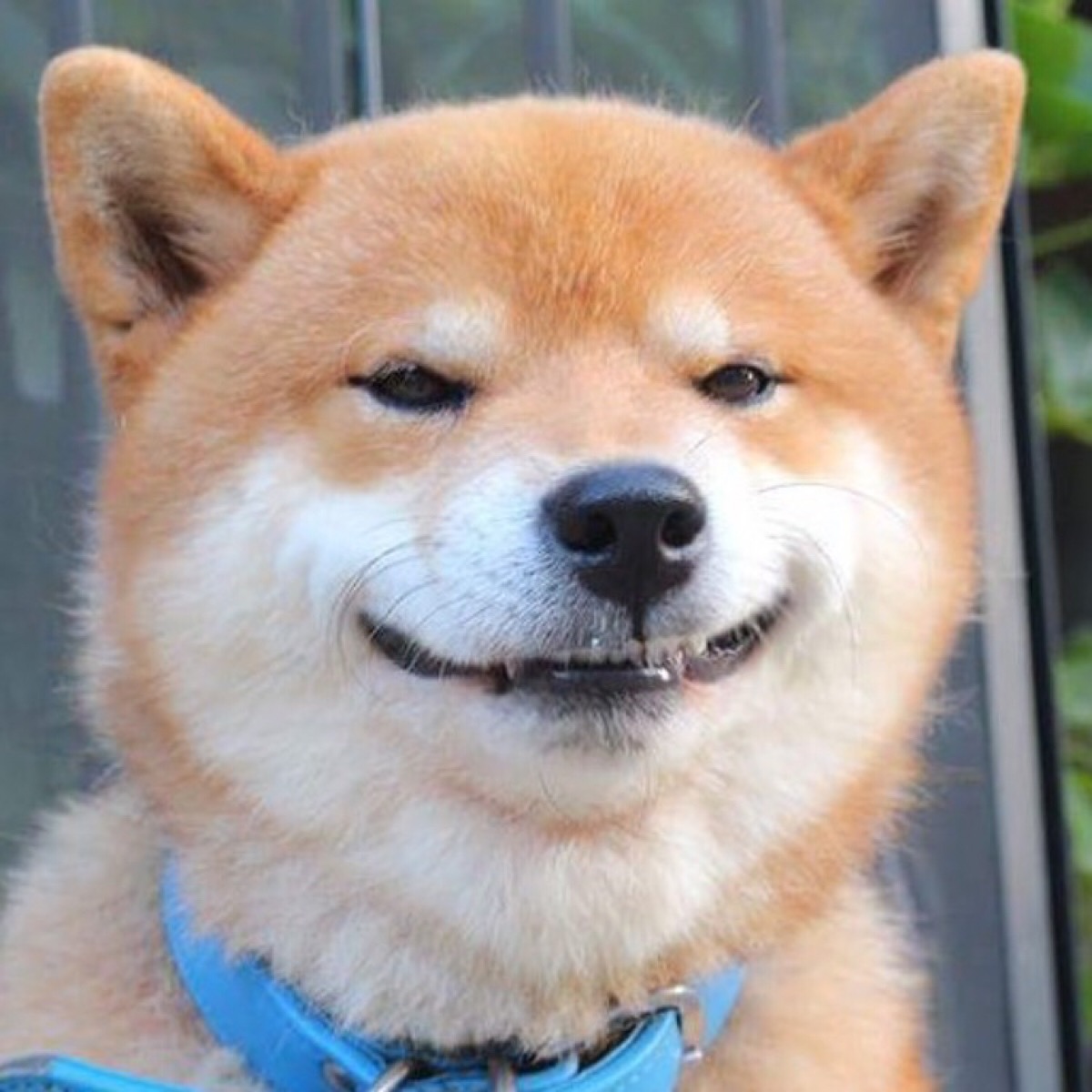 两个月小柴犬咬人行为纠正方法,小柴犬总是咬人怎么办