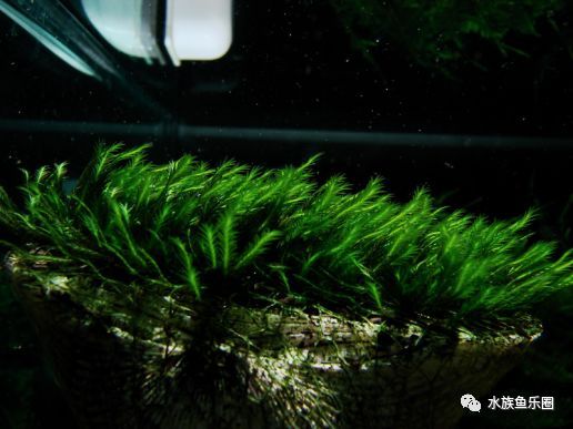 皇冠水草品种大全,亚马逊水草品种