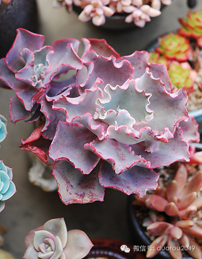 适合云南养的多肉,云南露养最好养活的多肉