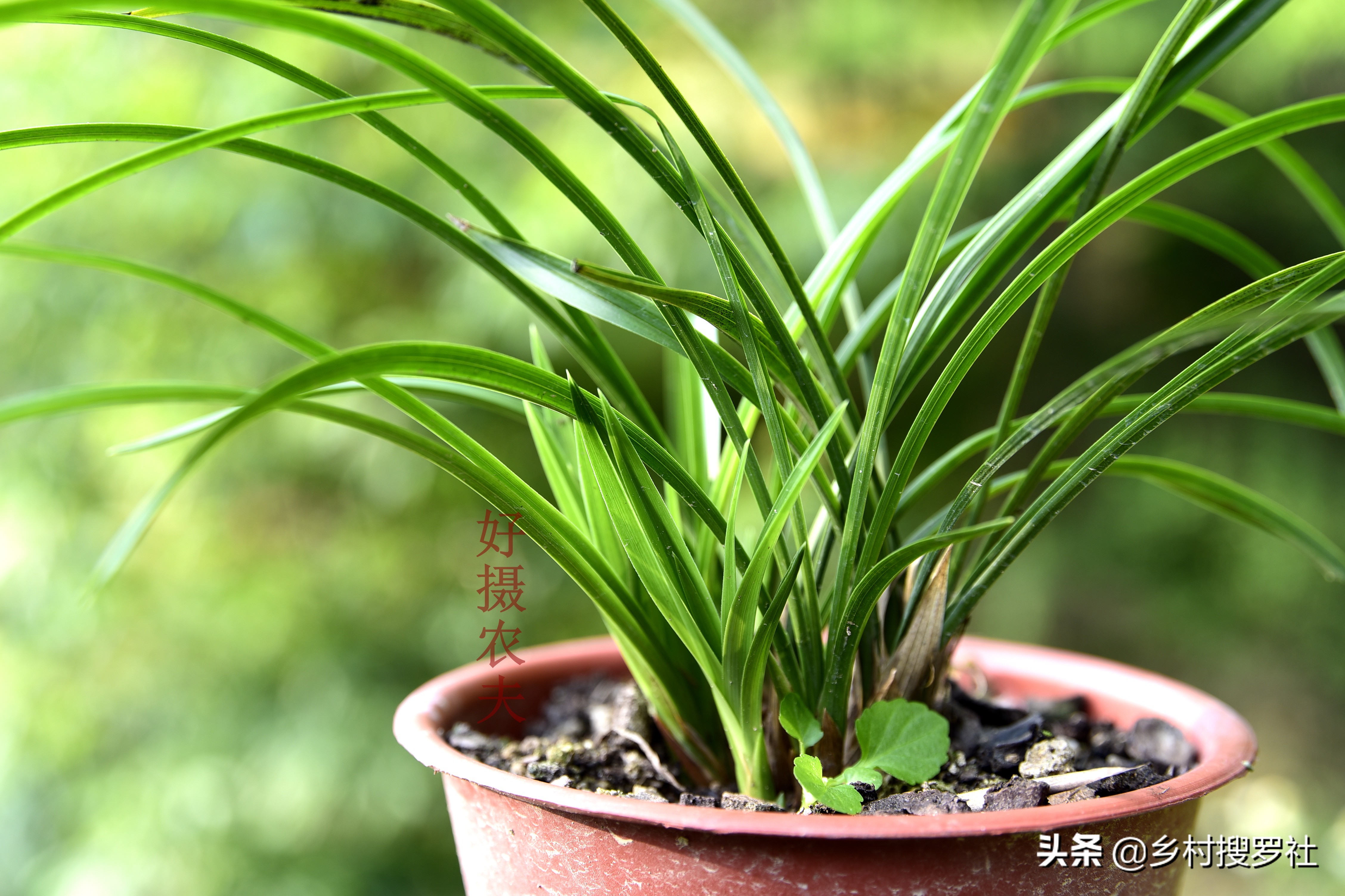 蕙兰海底芽形成原因,蕙兰苗怎么养才能壮