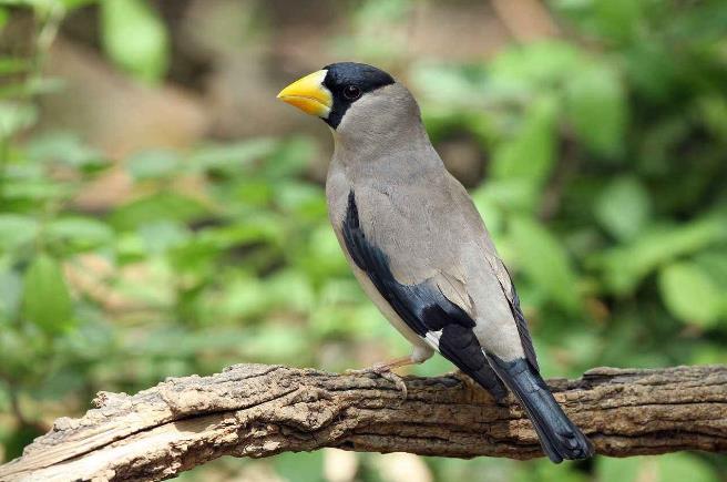 高清童年常见飞禽篇（值得珍藏）