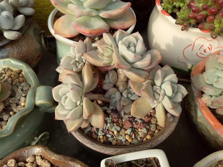 买来的多肉老桩，大神却说是假的，这是怎么回事？