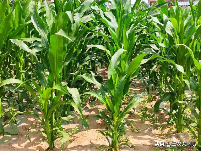 玉米丫子用不用掰,玉米丫子多大可以掰
