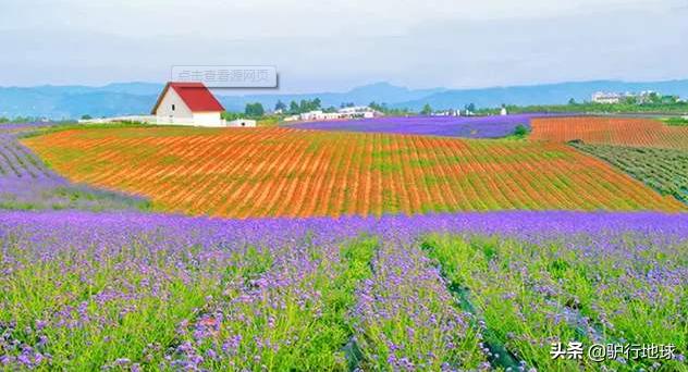 成都周边适合秋天看花的地方,成都周边看花攻略国庆节