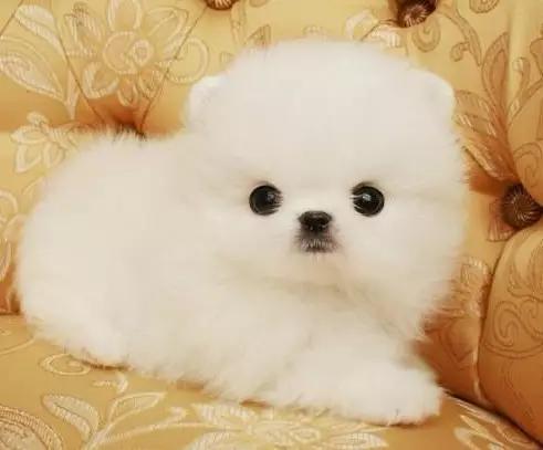 各种狗狗身价排名,各种狗的待遇对照表