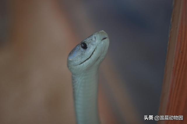 黑曼巴蛇的特征,黑曼巴蛇有多恐怖能秒杀非洲狮