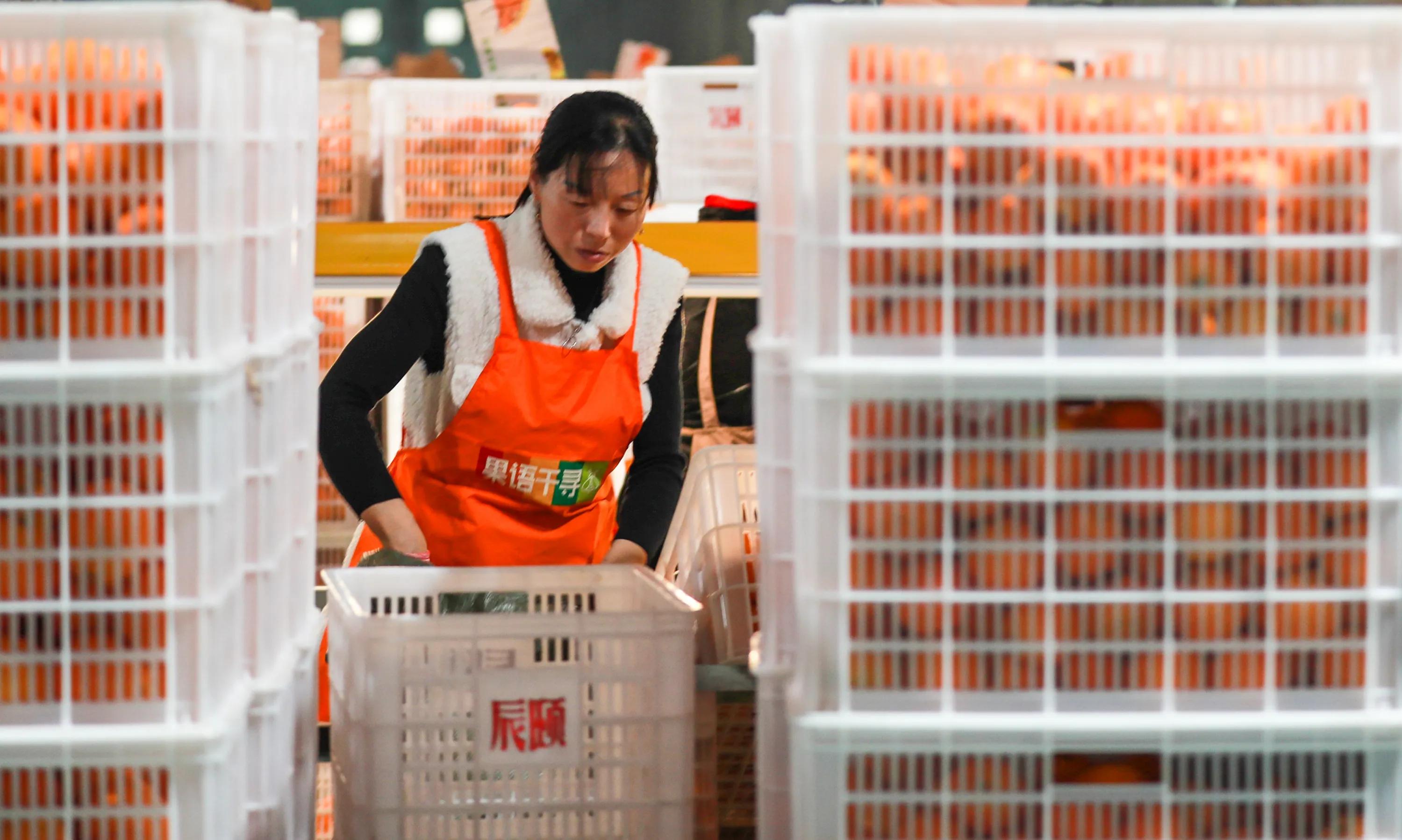 秭归县柑橘加工,秭归脐橙分选