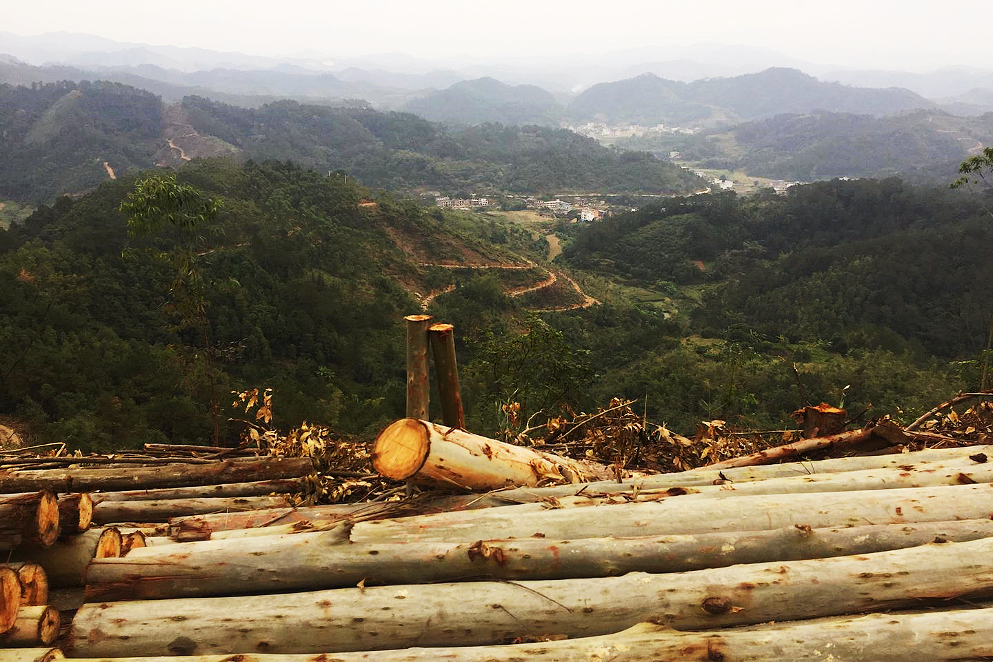 广西桉树产量全世界第一,广西最多种桉树前十名地方