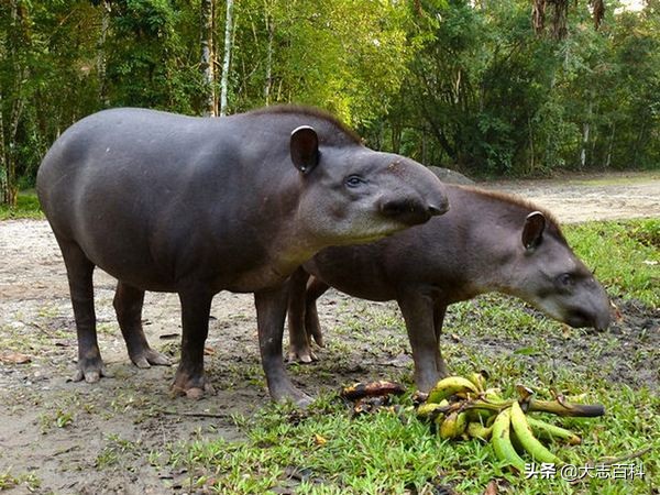 食梦貘是神兽吗,食梦兽是什么动物