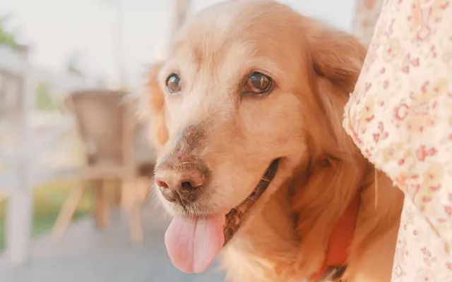 又一只狗被棉签掏聋:主人处理的方法,比耳螨更可怕