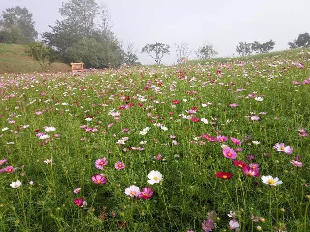 重庆巴南露营烧烤最佳营地推荐,巴南圣灯山附近露营地推荐免费