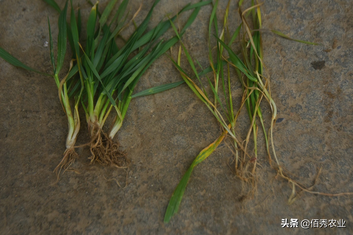 小麦刚出苗发黄怎么治,农田小麦发黄生长过程