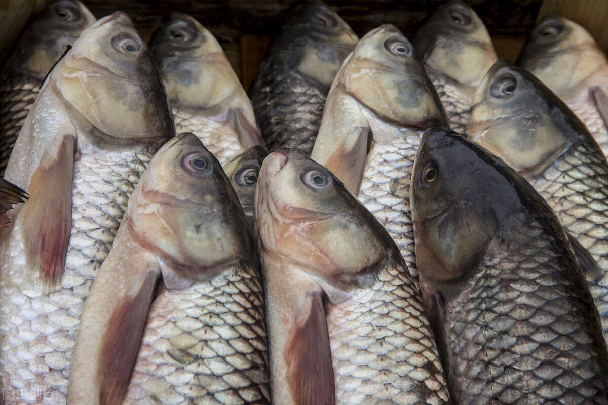 草鱼出血病防治技术,高锰酸钾治草鱼出血病
