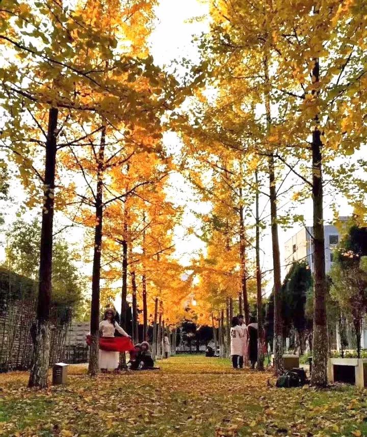 温州银杏哪里最美,温州秋冬的银杏树确实美