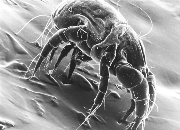 戴森吸尘器性价比高知乎推荐,戴森吸尘器多贵