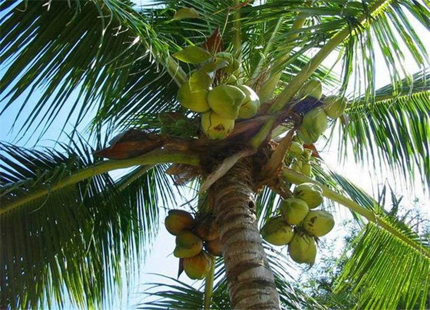 百种味道的果子,百种果实图片