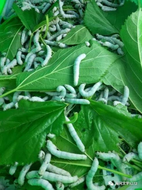 怀念房前的那棵红枣树,怀念那片银杏树