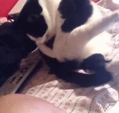 养了一年的母猫居然是公的,养了一年的猫才发现居然是母的