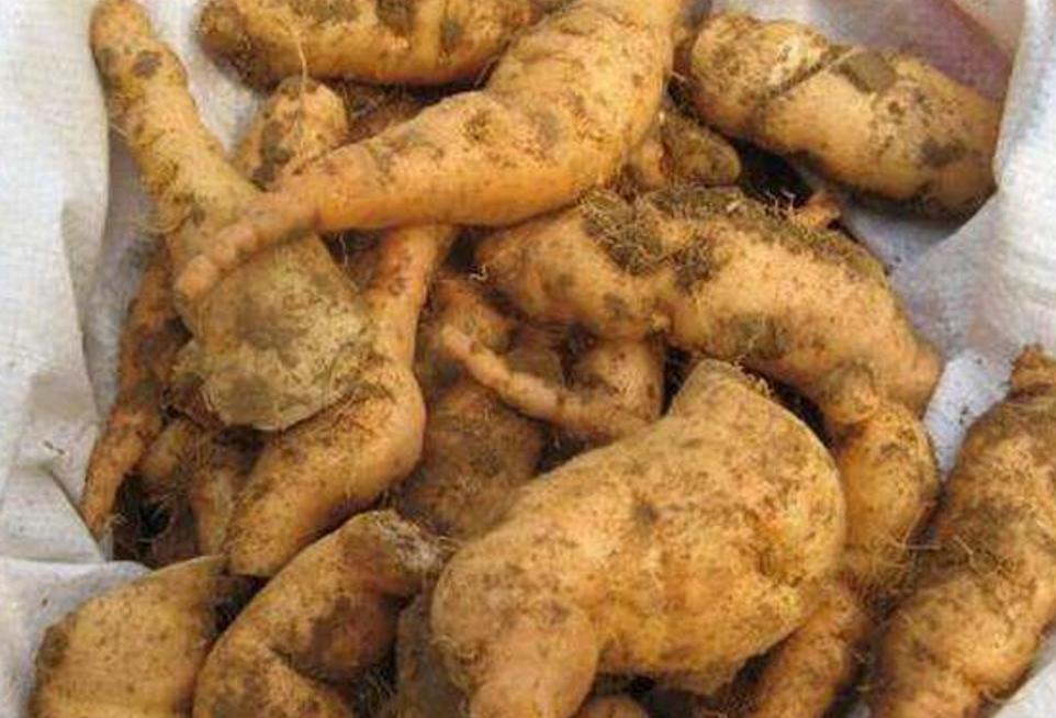 种植地黄的经济效益,地黄种植一亩投资多少钱