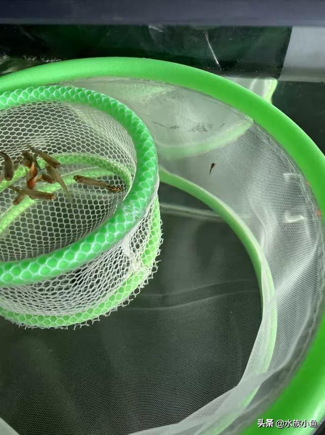 卵生鱼产卵怎么护理,青鳉鱼繁殖鱼卵怎么孵化