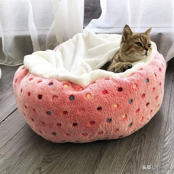 猫咪很冷如何给猫咪正确取暖,猫怕热还是怕冷怎样养猫好