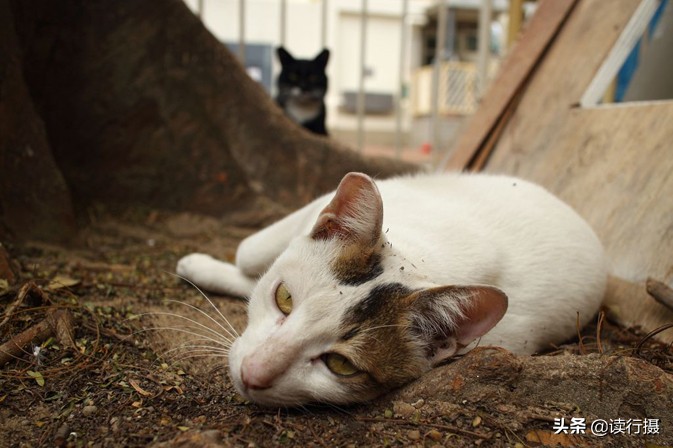 转角遇到猫探店,转角遇到猫打卡