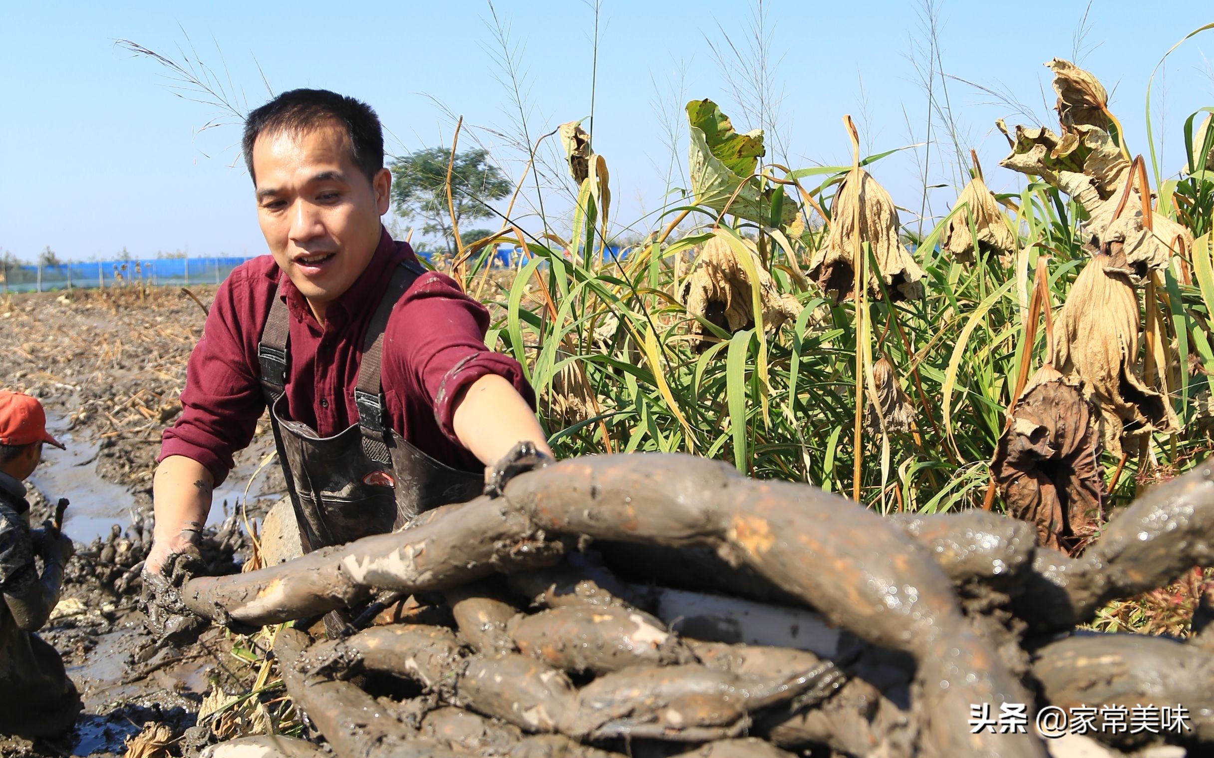 全国哪里藕最好吃经过评比,全国最好的莲藕的品种排名