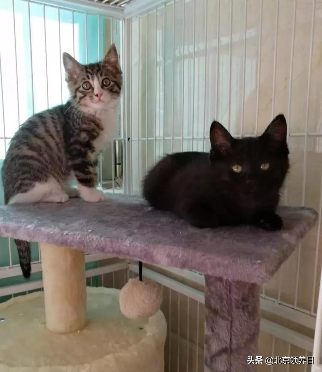 #领养代替购买#给它们一个家|线上宠物领养日,20190608加场