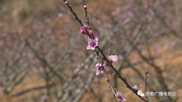 便民惠民!弥勒市第一家用水合作社这波操作太可以了!