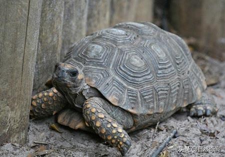 亚马逊十大凶猛植物,巴西亚马逊热带雨林动植物